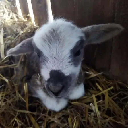 U Asi - Rodzinne Ferie W Kotlinie Kłodzkiej Bozkow