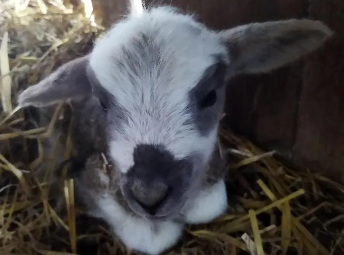 U Asi - Wiosna Budzi Sie W Kotlinie Klodzkiej Bozkow
